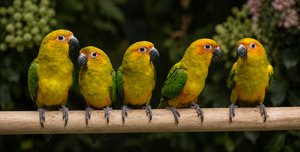 Bird Barn Pet