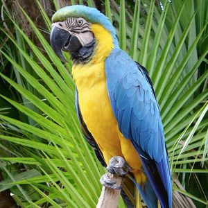 Hand Reared Blue & Gold Macaw Babies Bird Cages NZ