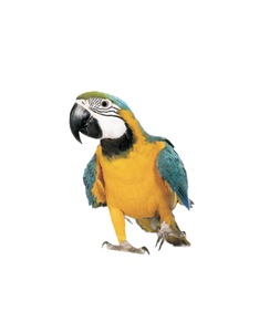 2 Adults & 1 Child Pass – The Parrot Place