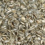 Topflite Striped Sunflower 16kg – The Parrot Place