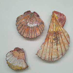 Small: Scallop Shell Triptych