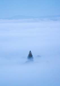 Tree of Eden