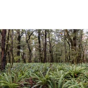 Fern Forest