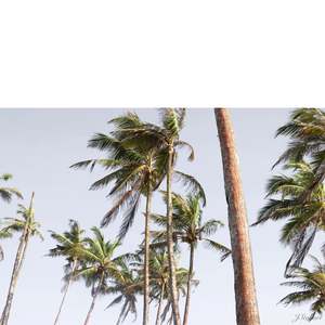 Photographic Canvases: Trade Winds