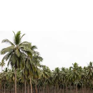 Coconut Forest