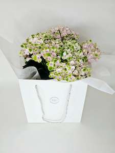 Thank You Flowers: Hydrangea Plant