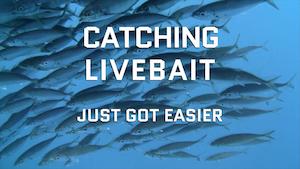 Products: What Is The Blackbow?