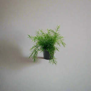 Potted Asparagus Fern