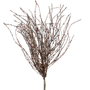 Dried Look Birch Twigs