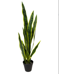 Plants Planters: Mother in Laws Tongue