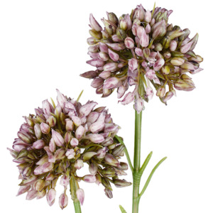 Plants Planters: Mini Allium