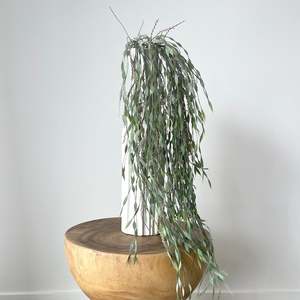 Plants Planters: Weeping Bottlebrush