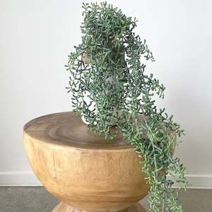 Cresent Hanging Succulent