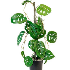 Plants Planters: Potted Swiss Cheese Plant