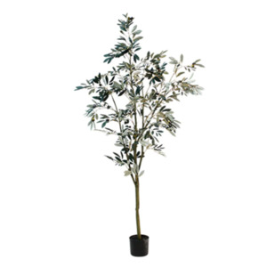 Plants Planters: Olive Tree