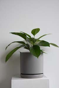 Products: Schefflera Alpine