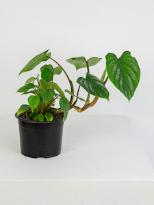 Philodendron Mamei