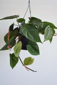 Products: Heartleaf Philodendron (Philodendron scanden)
