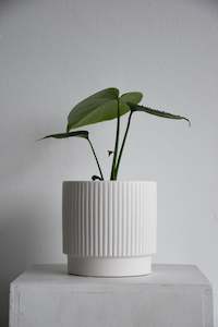 Products: Monstera + Juno Pot Combo