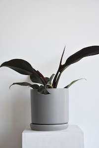 Products: Philodendron Selloum