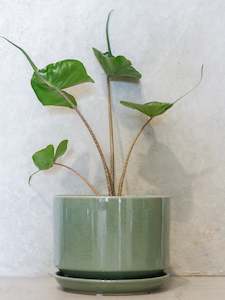 Bespoke Plant Pots: Alocasia Stingray