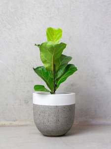 Ficus Lyrata Bambino