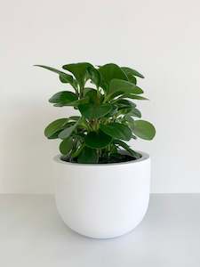 Bespoke Plant Pots: Peperomia Obtusifolia