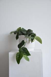 Plants: Satin Pothos