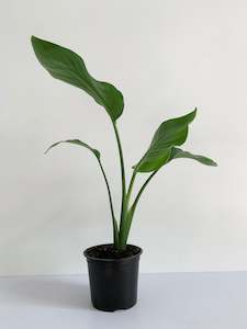 Office Furniture: Strelitzia Nicolai (Bird of Paradise)