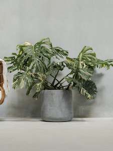 Plants: 2XL Monstera Thai Constellation