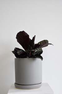 Pet Plants: Calathea Ornata