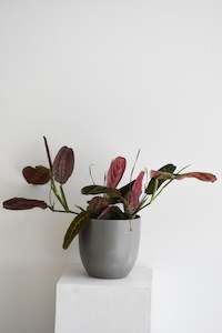 Plants: Maranta Erythroneura red stripe