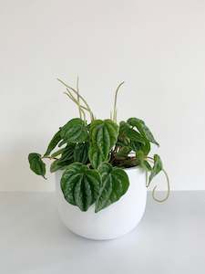 Peperomia Marmorata