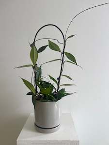 Plants: Hoya Carnosa