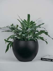 Plants: Phlebodium Blue Star Fern