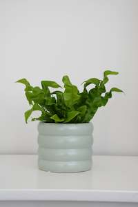 Plants: The Wavy Duo Plant & Pot