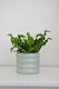 The Wavy Duo Plant & Pot