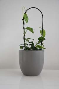Plants: Monstera siltepecana on Arch