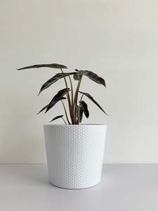 Plants: Alocasia Amazonica "Bambino"