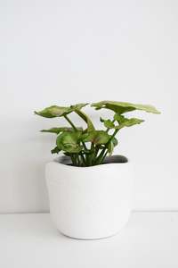Plants: Syngonium Pink Splash in Tusca Pot