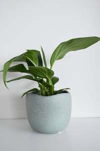 Plants: Spathiphyllum in Tusca Pot