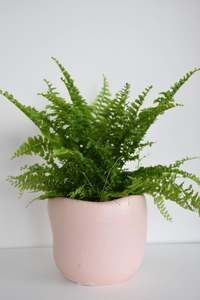 Plants: Rabbit’s Foot Fern in Tusca Pot
