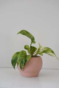 Pots: Riva Pot