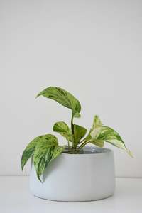 Pots: Salma Pot