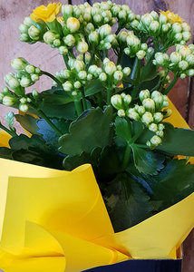 Products: Kalanchoe