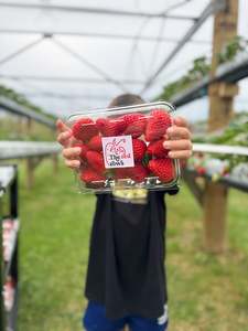 Medium Strawberry Punnet