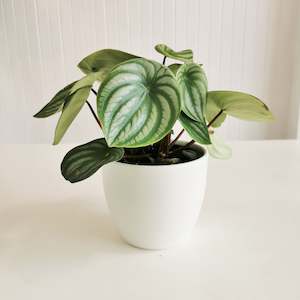 Potted Planters: Dana Matte Ceramic Pot