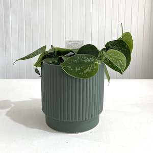 Potted Planters: Juno Pot - Forest