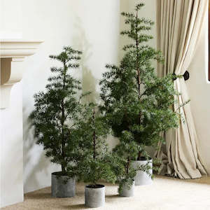 Potted Fraser Fir Tree Small - French Country Collections