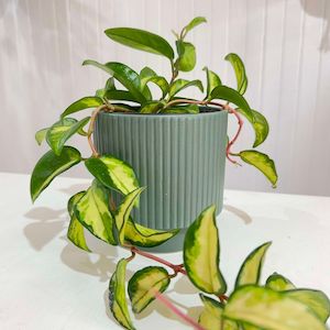 Indoor Plants: Hoya - Krimson Princess